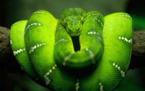 Free Green Tree Snake wallpaper