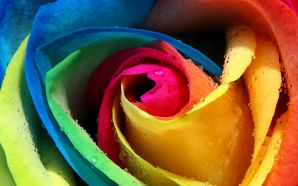 colourful rose