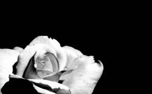 rose with black background