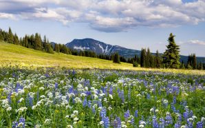 Visiting Canada - Boundless Wildflowers