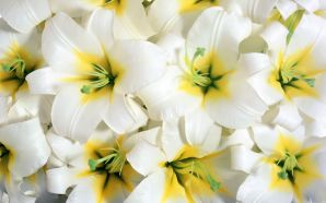 Pure White Lilies