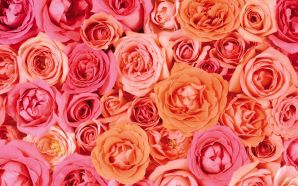 Valentine Pink Roses