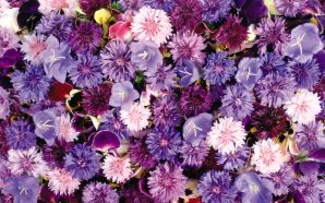 Purple Dreamy Flowers