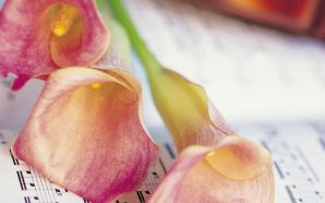 Pink Calla Lilies and violine