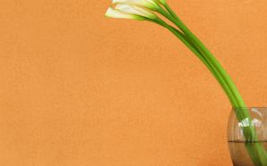 Pure White calla lilies