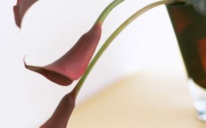 Unique Red calla lily