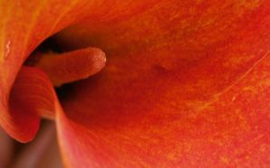 Red calla lily closeup