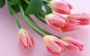 Pink Love Tulips