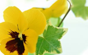 yellow flower and green leaf
