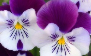 Pansies picture
