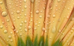 Droplets on sunflower
