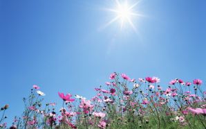 11 Cosmos Under Blue Sky - Cosmos Flower under Sunshine