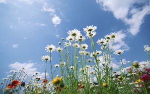 19 Daisy Flowers Under Sky - Wild Daisy Flower photos