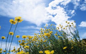 21 Daisy Flowers Under Sky - Wild Daisy Flower photos