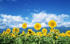 22 Sunflower Photo - Sunflowers Sunny day, colose up photo
