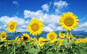 23 Sunflower Photo - Sunflowers Sunny day, colose up photo