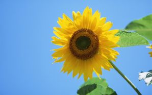 24 Sunflower Photo - Sunflowers Sunny day, colose up photo