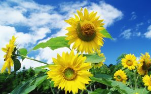 25 Sunflower Photo - Sunflowers Sunny day, colose up photo
