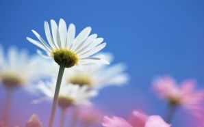 27 White Daisy Under Sky - Wild Daisy Flower photos