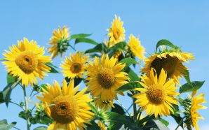 30 Sunflower Photo - Sunflowers Sunny day, colose up photo