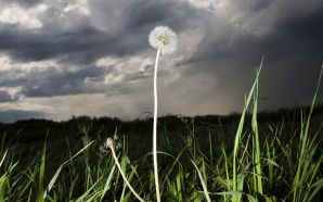 Dandelion Wallpapers for PC