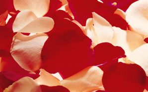 Rose Petals Wallpaper