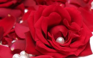 Red Rose and Pearl