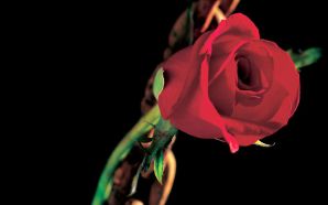 A Red Rose Photograph