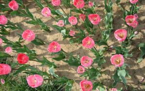 Tulip plant free desktop wallpapers