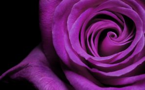 Rose flower wallpaper free