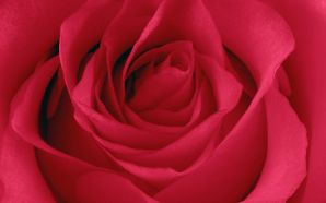 Rose flower wallpaper free