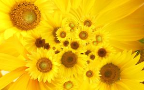 Sunflower wallpaper free