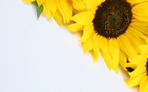 Sunflower wallpaper