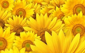 Sunflower wallpaper