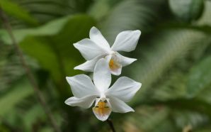 Orchids Flower