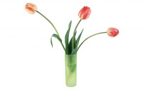 2012 Mother's day beautiful flower - tulips in vase