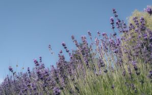 2012 Mother's day beautiful flower - lavendar