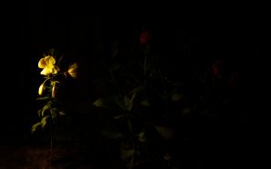 2012 Mother's day beautiful flower - night light