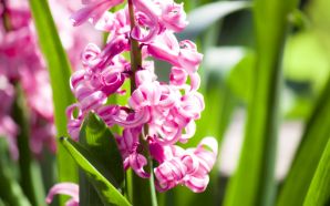 2012 Mother's day beautiful flower - hyacinthus orientalis