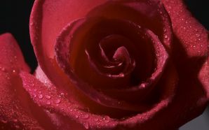 2012 Mother's day beautiful flower - red rose. jpg