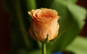 2012 Mother's day beautiful flower - orange rose