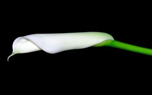 2012 Mother's day beautiful flower - white calla lilies blooming .jpg