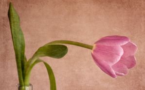 2012 Mother's day beautiful flower - sad tulip