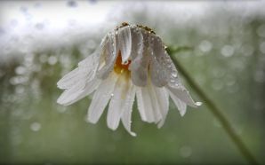 2012 Mother's day beautiful flower - camomile_rain.