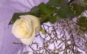 2012 Mother's day beautiful flower - white rose for nine55rose