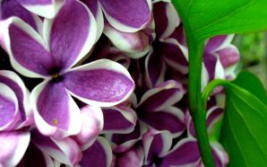 2012 Mother's day beautiful flower - lilacs_syringa