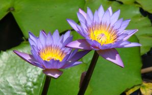 2012 Mother's day beautiful flower - water lilies