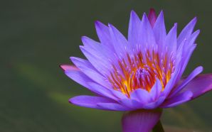 2012 Mother's day beautiful flower - water lily