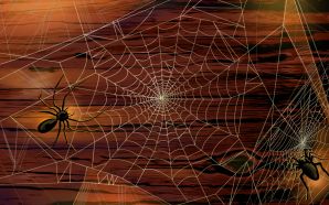25 Halloween Spider Picture - Halloween illustration