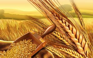 PSD Food illustrations 3118 wheat and wheatear